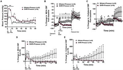 The impact of collateral therapeutics on stroke hemodynamics in normotensive and hypertensive rats: a step toward translation